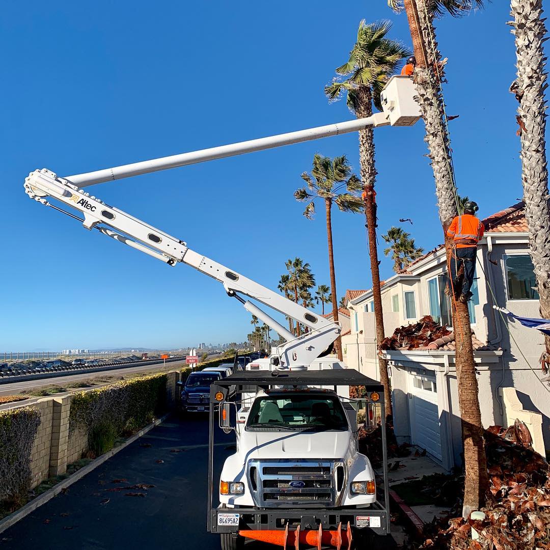 1 Tree Service San Diego CA Tree Removal San Diego CA