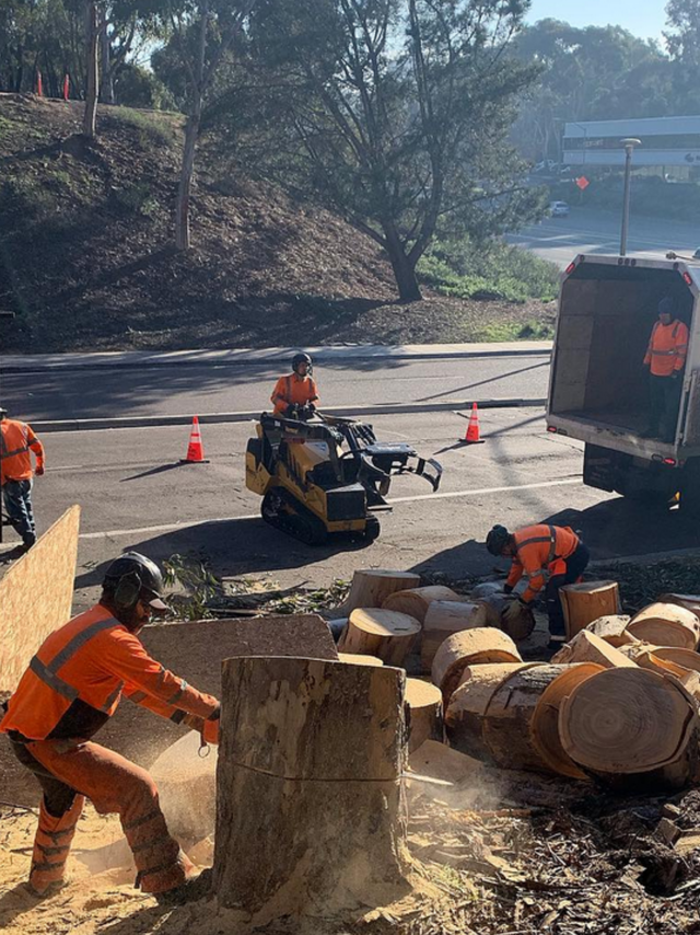 tree removal san diego ca