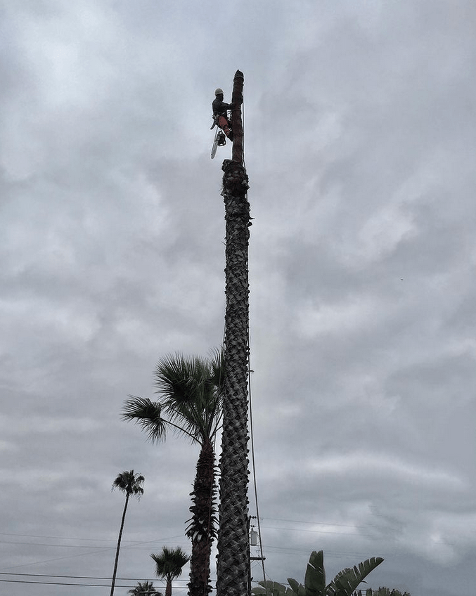 1 Tree Service San Diego CA Tree Removal San Diego CA