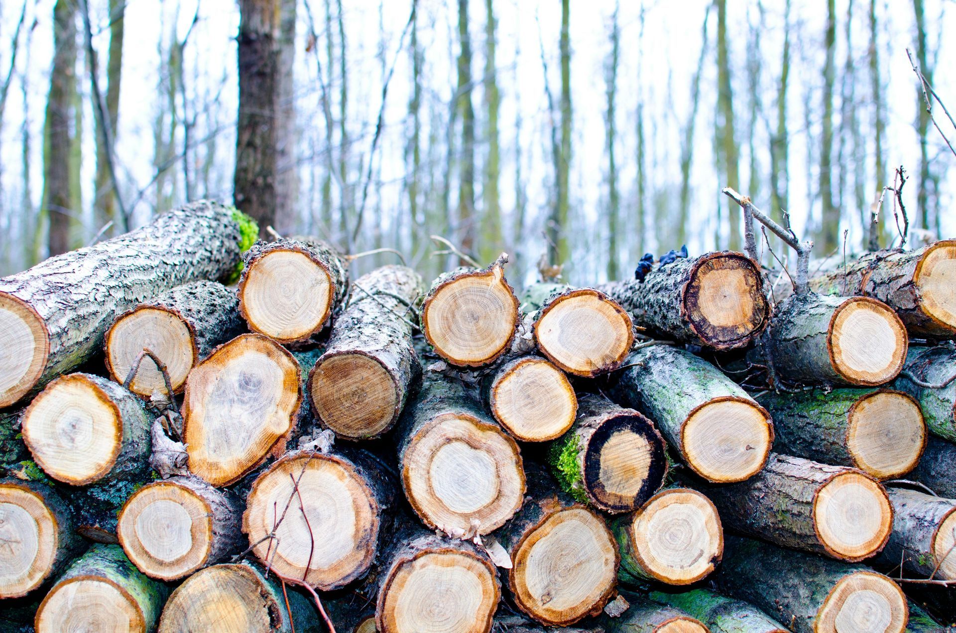 Logs piled in a forest setting, visible cut ends with varying textures and colors; blurred trees in background.
