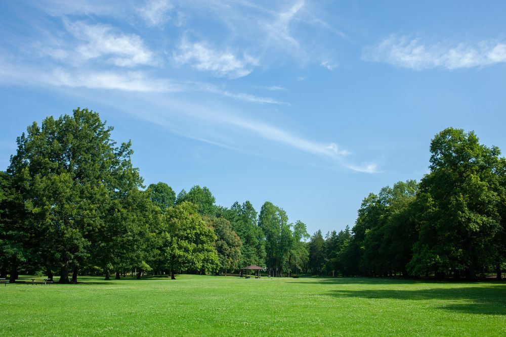Green grassy park with trees under a blue sky with scattered clouds.