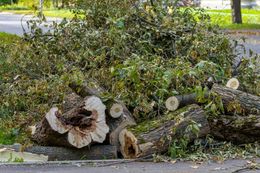 Pile of cut tree logs and branches on a roadside, some with visible saw cuts and green leaves.