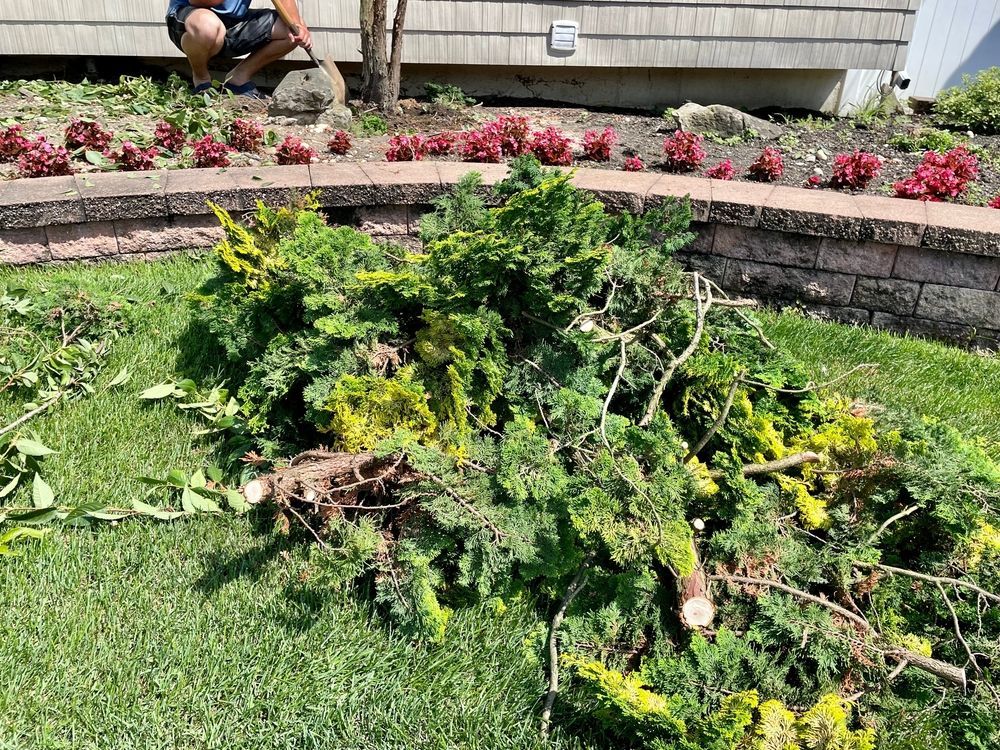Pile of cut evergreen branches on grass in front of a brick retaining wall and person trimming in background.