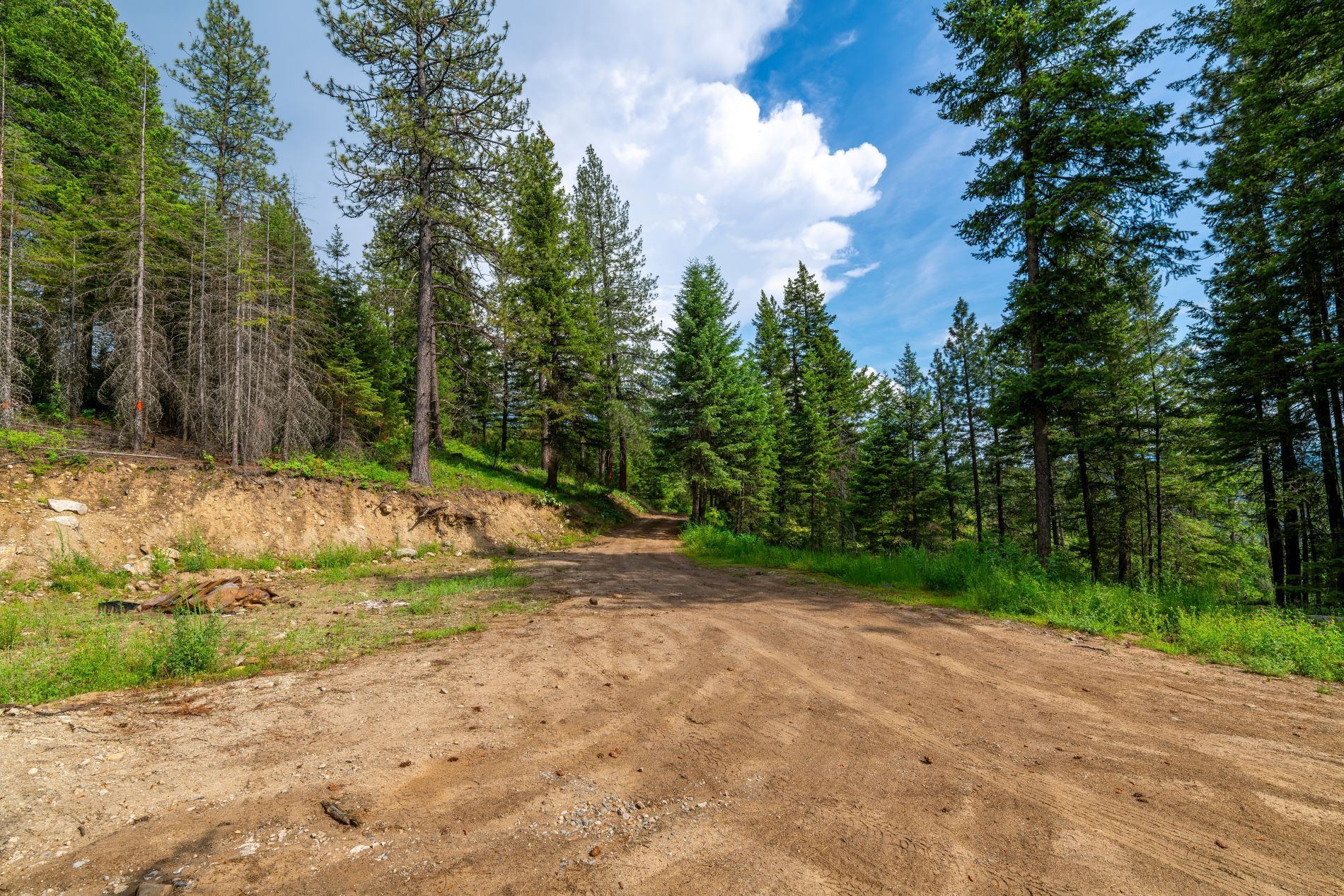 Dirt road through a forest of tall green trees under a partly cloudy sky.