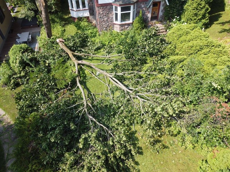 Fallen tree branch on lawn next to a house with stone facade and overgrown landscaping.