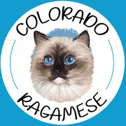 A colorado ragdoll cat with blue eyes in a circle