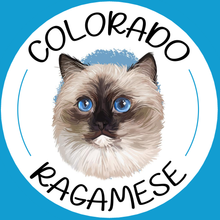 A colorado ragdoll cat with blue eyes in a circle