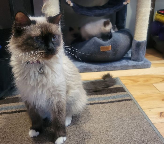 Ragamese Cattery | Colorado Ragamese | CO | Ragamese Kittens | Colorado ...