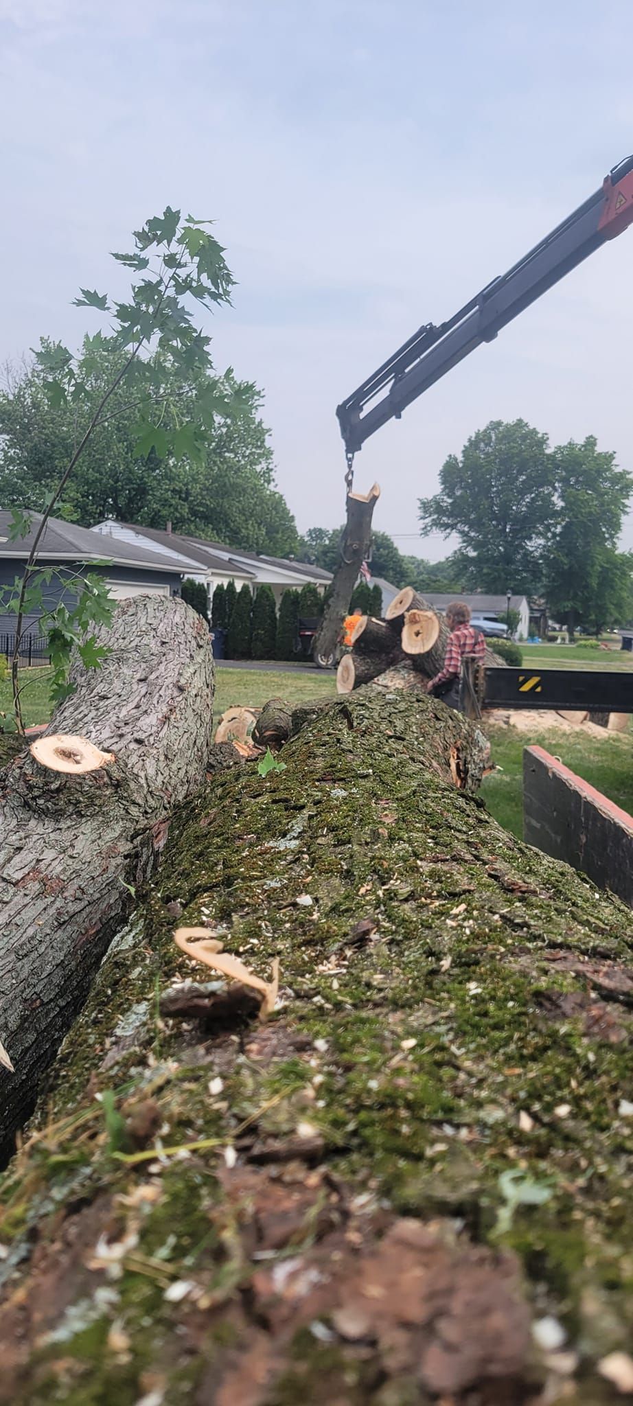 Tree Felling Newark Ohio Licking County