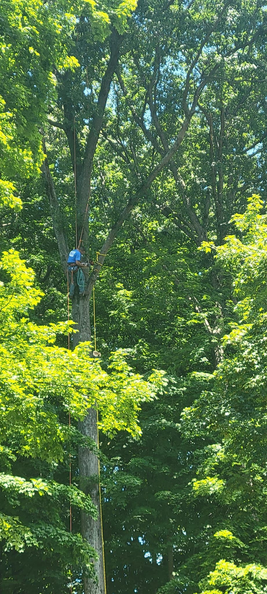 Tree Trimming Service Newark OH Licking Count