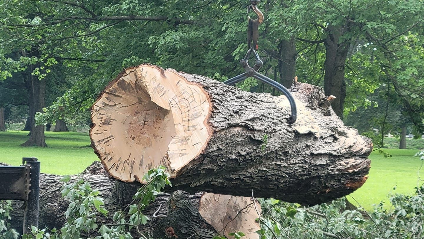 Tree Cutting Newark Ohio Licking County