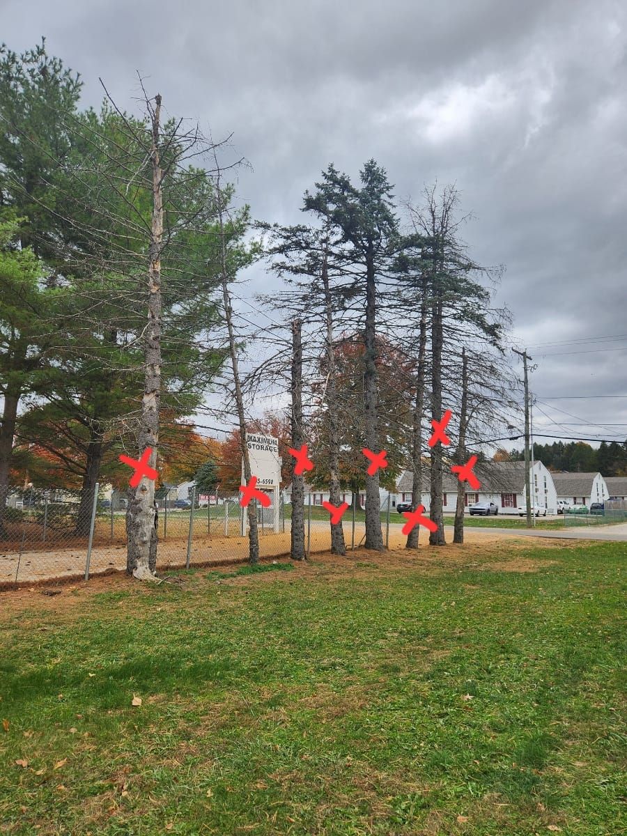 Tree Removals Newark Ohio Licking County