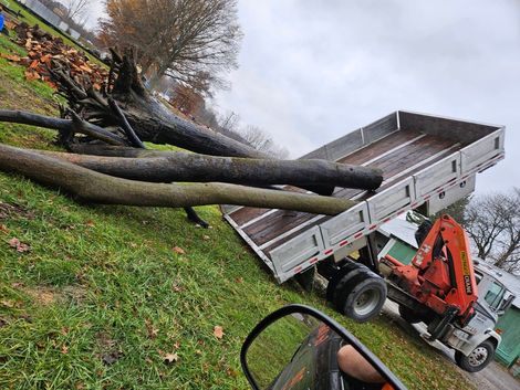 Tree Service Newark Ohio, Licking County