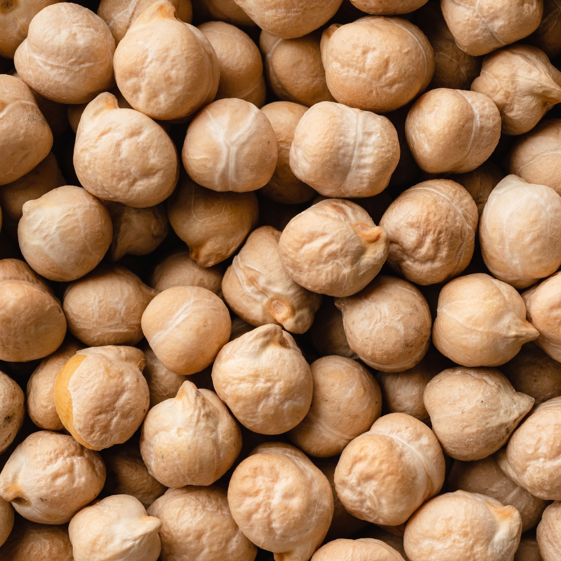 Kabuli Chickpea