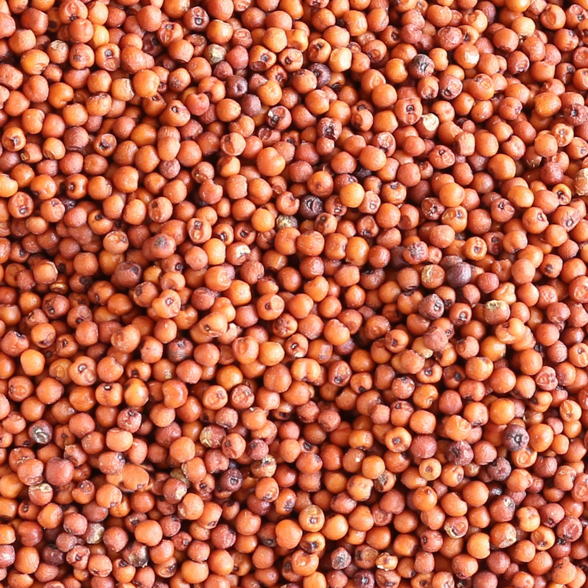 Sorghum Seed