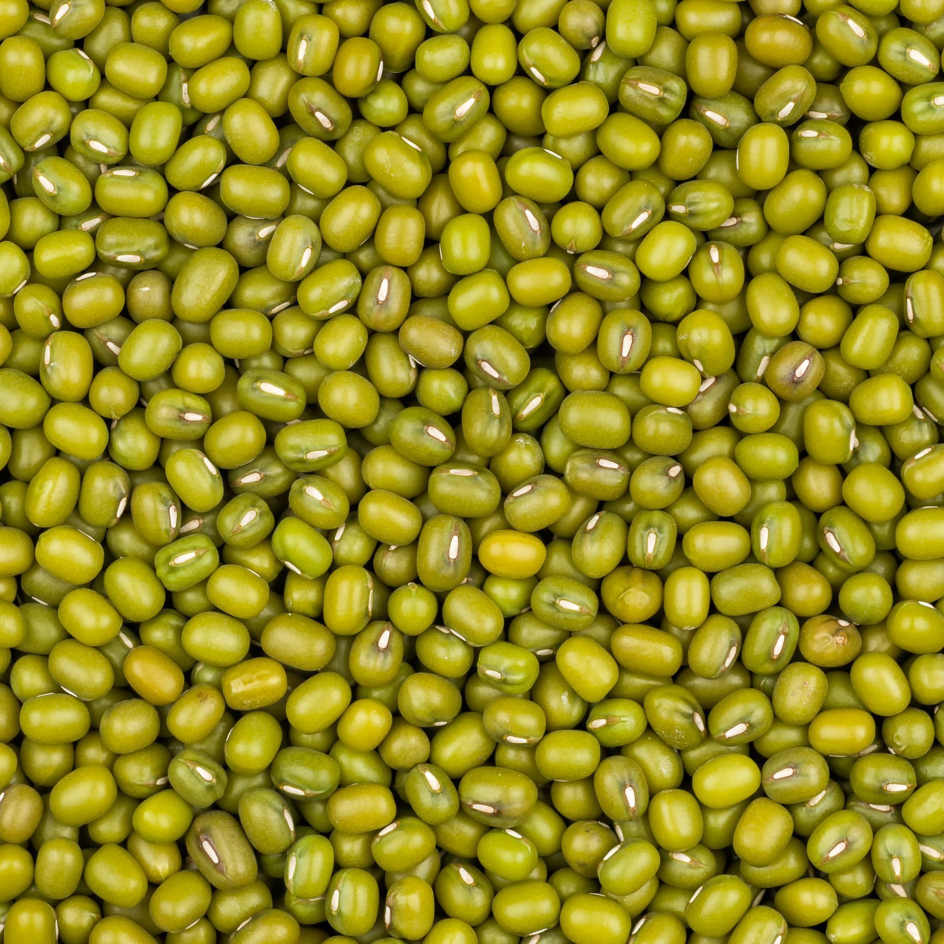 Mung Bean