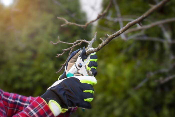 Gardener With Scissors In His Hand And Cutting Trees — Cincinnati, OH — AM Tree Expert LLC