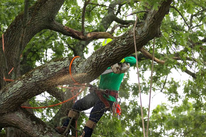 Man Standing On Tree Branch While Using A Chainsaw — Cincinnati, OH — AM Tree Expert LLC