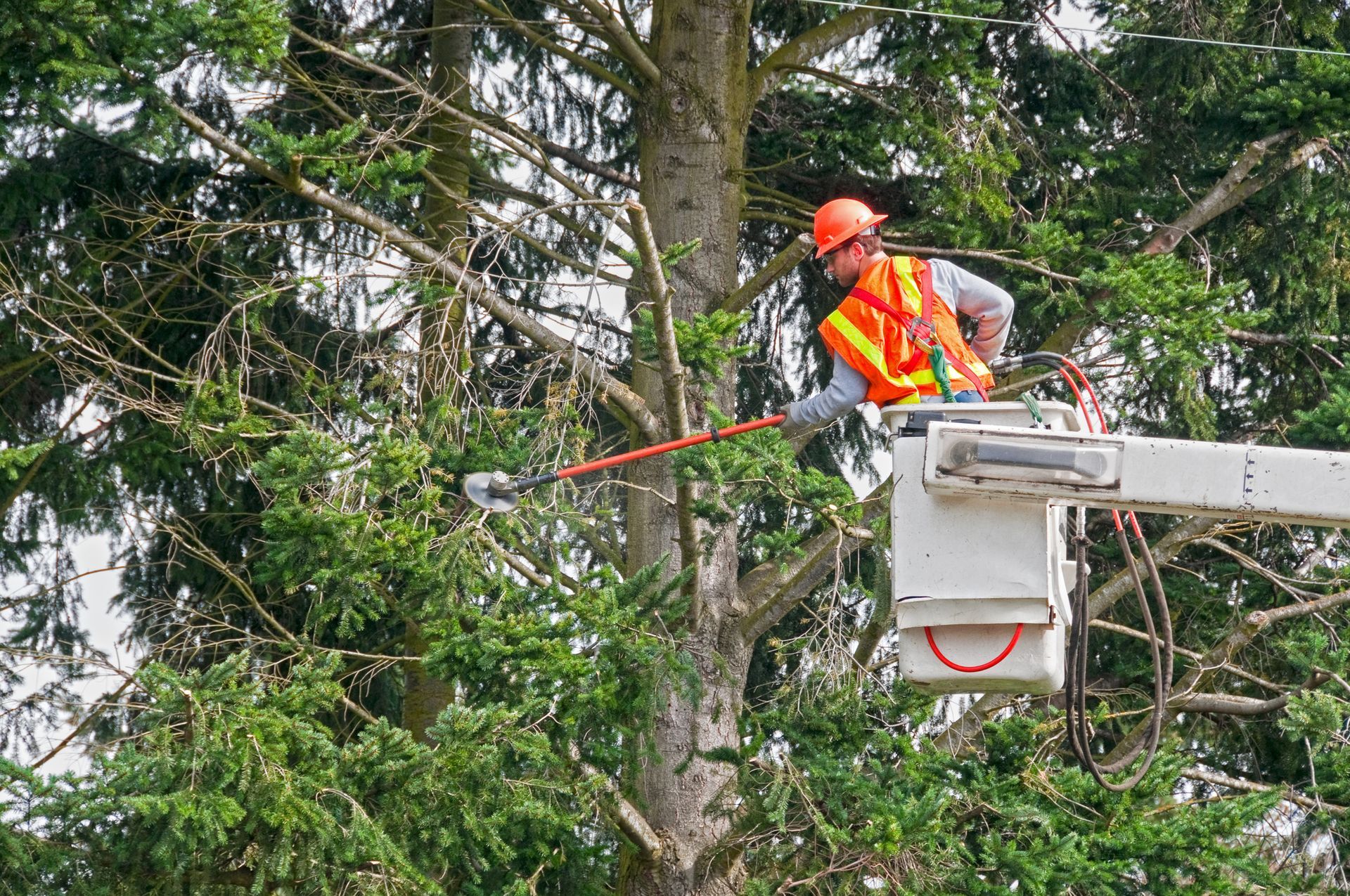 Contract Worker Trimming Tree Branches — Cincinnati, OH — AM Tree Expert LLC
