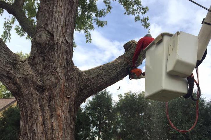 Employee Cutting Tree — Cincinnati, OH — AM Tree Expert LLC