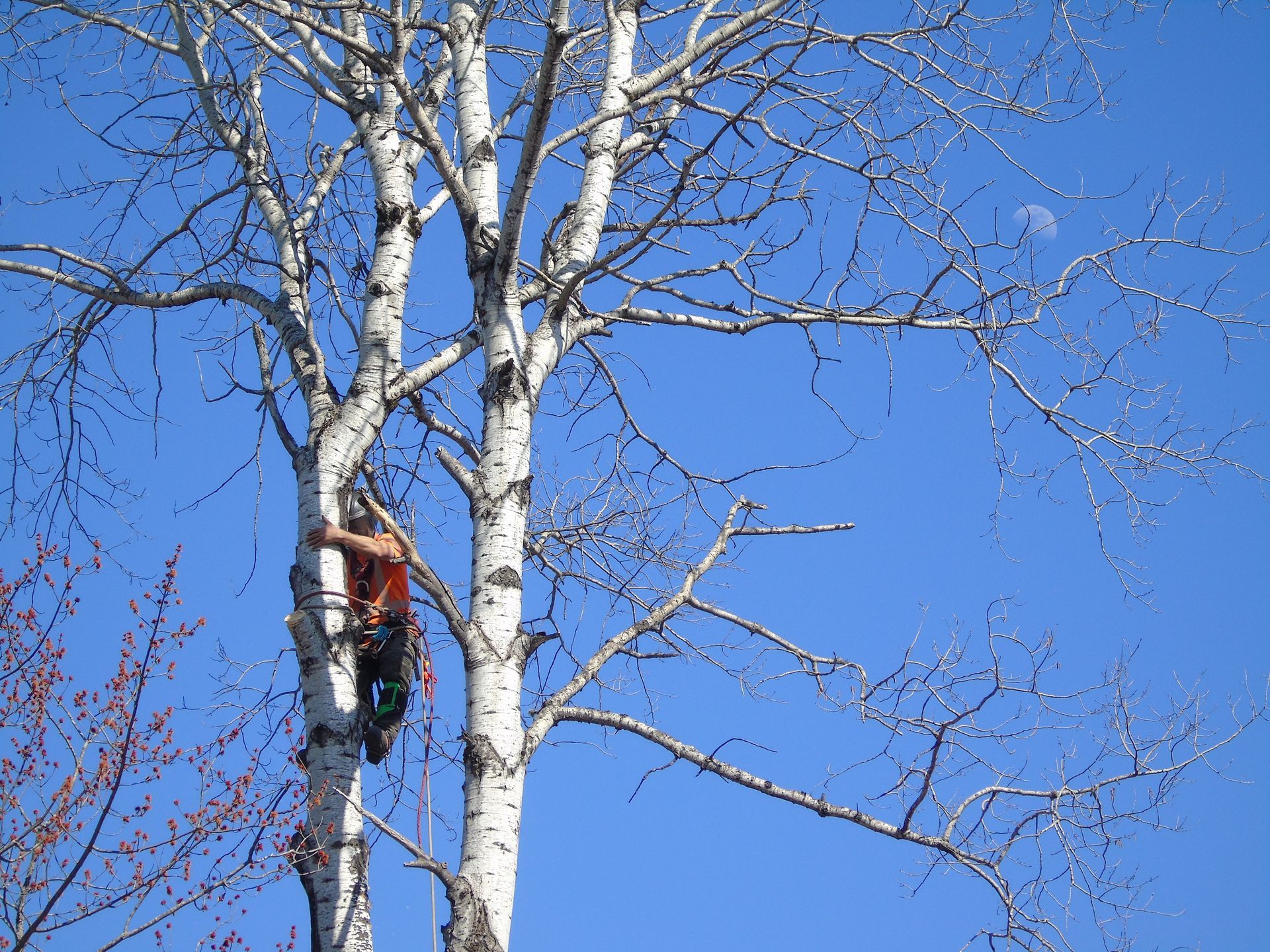 Une personne grimpe à un bouleau blanc sur fond de ciel bleu clair ; la lune est visible.