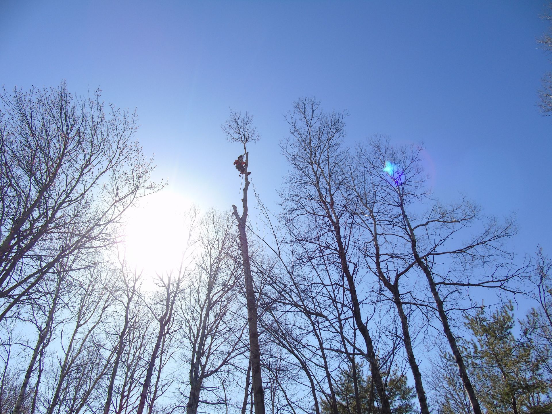 Une personne perchée au sommet d'un grand arbre, se détachant en silhouette, entourée d'autres arbres dénudés.