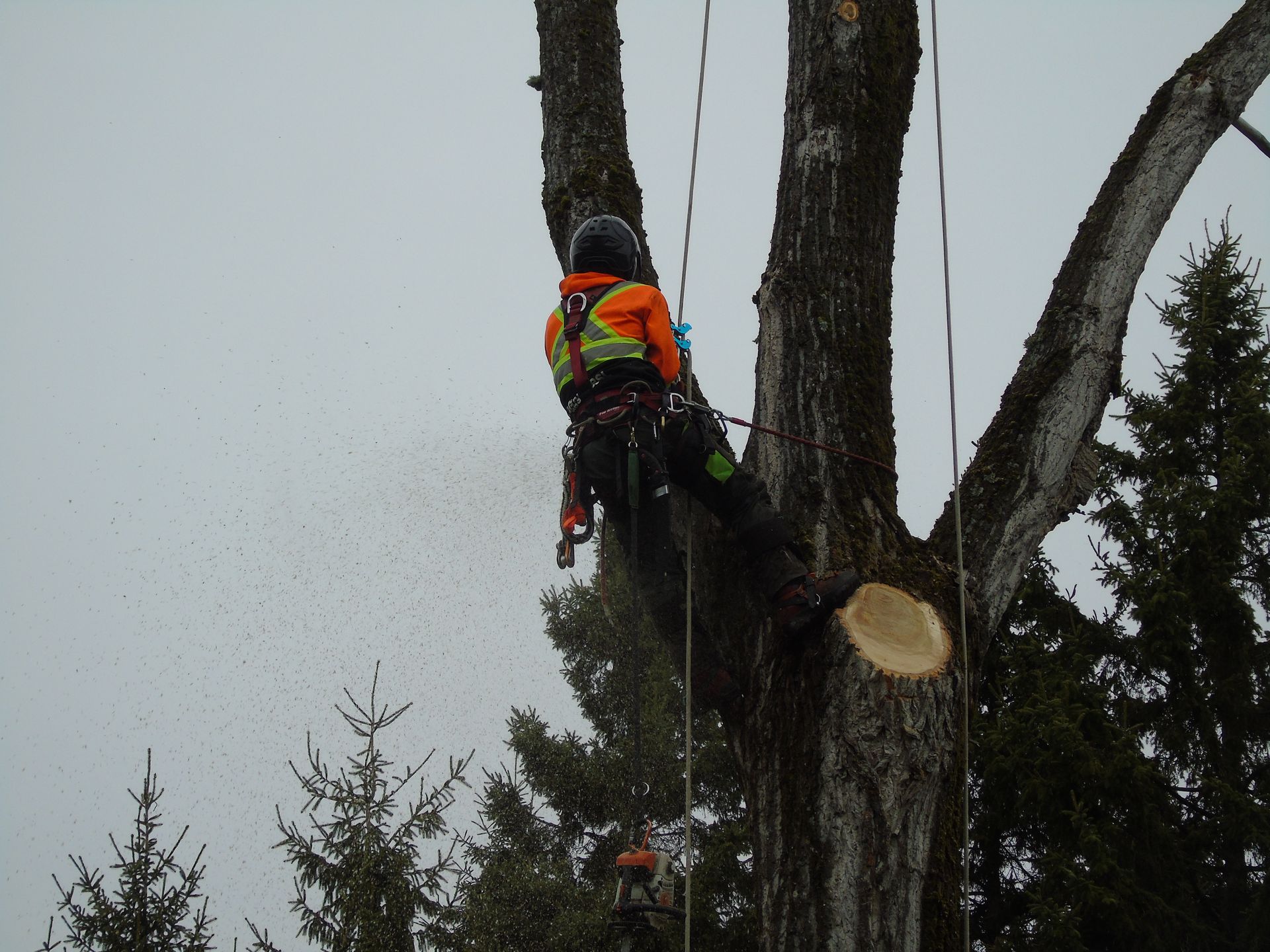 Arboriste en tenue de sécurité utilisant une tronçonneuse pour couper une branche d'arbre. arbres verts en arrière-plan.