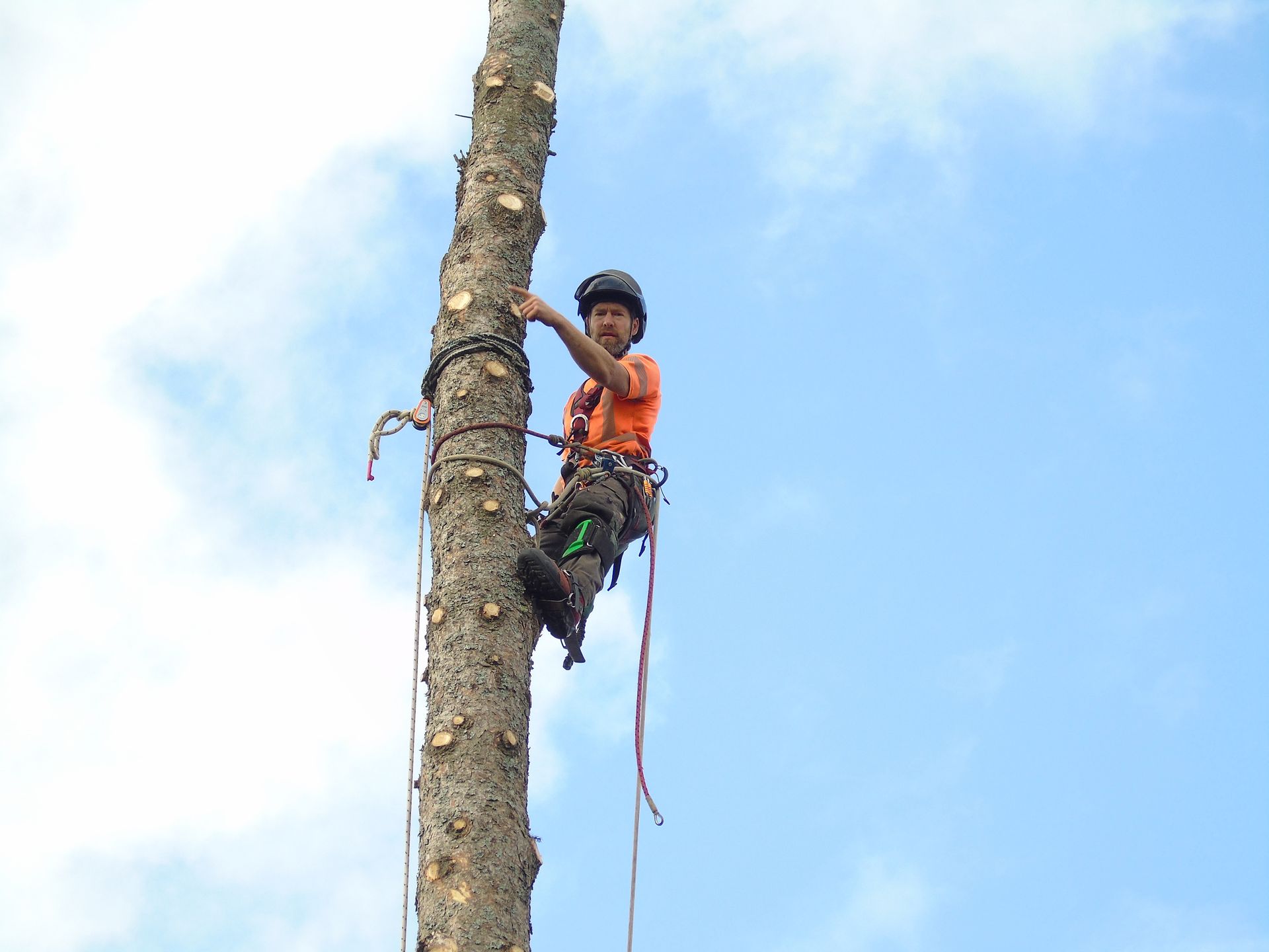Un arboriste en chemise orange, casque et équipement de sécurité, grimpe à un grand arbre sur fond de ciel bleu.