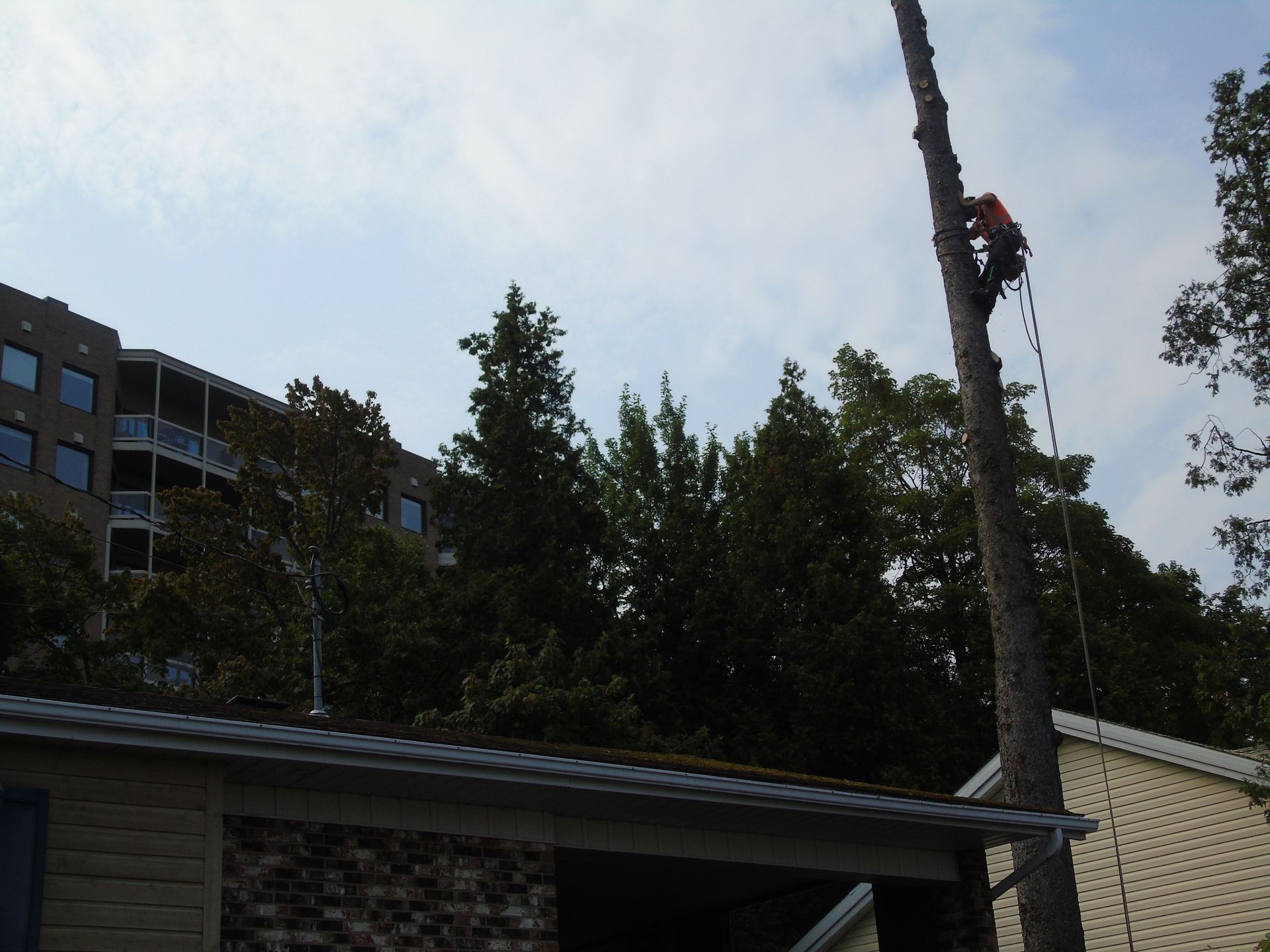 Un arboriste grimpe à un grand arbre près d'un bâtiment, portant un équipement de sécurité. Ciel bleu au-dessus.