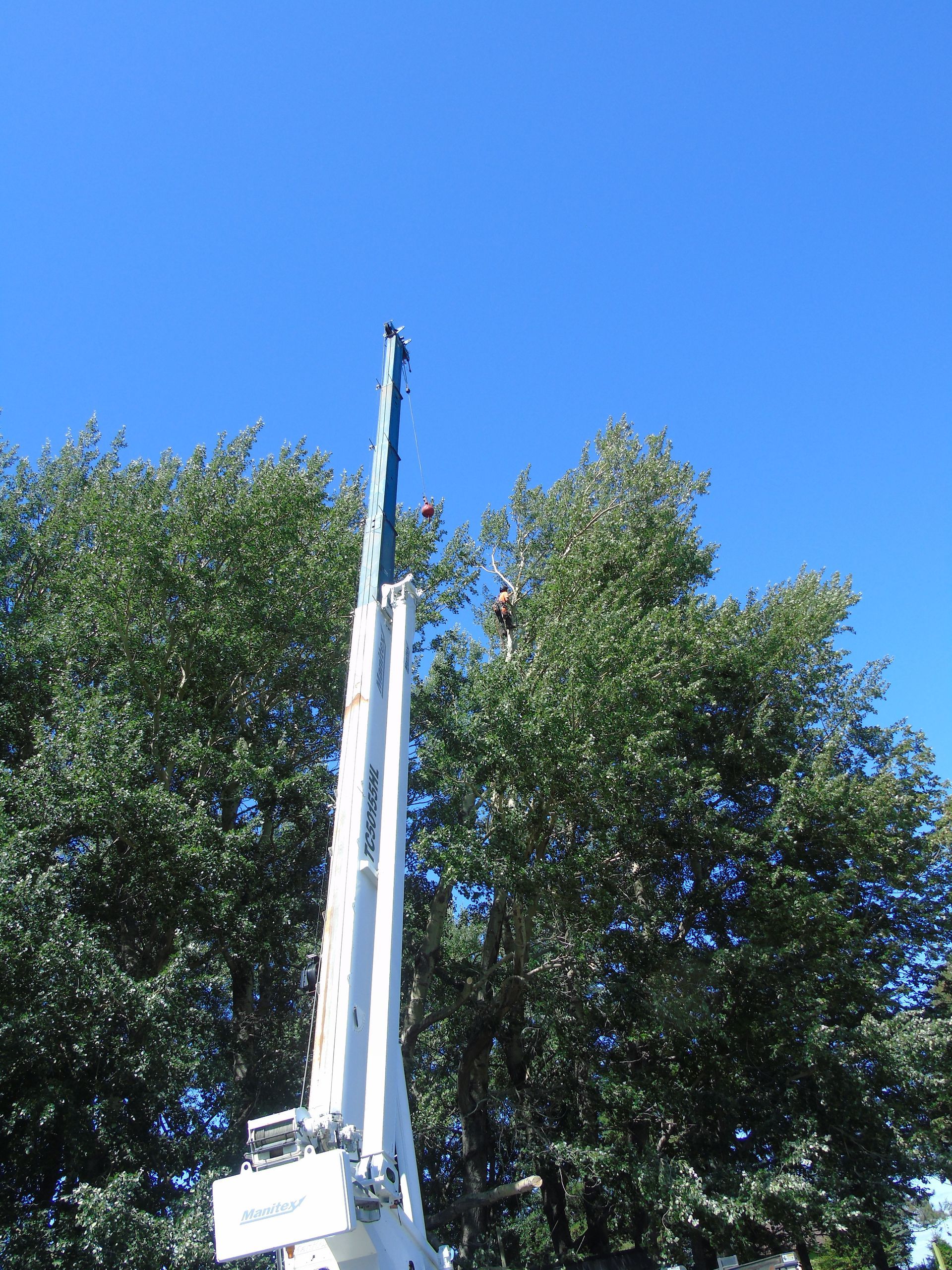 Une grande nacelle aérienne s'élève vers un arbre se détachant sur un ciel bleu.