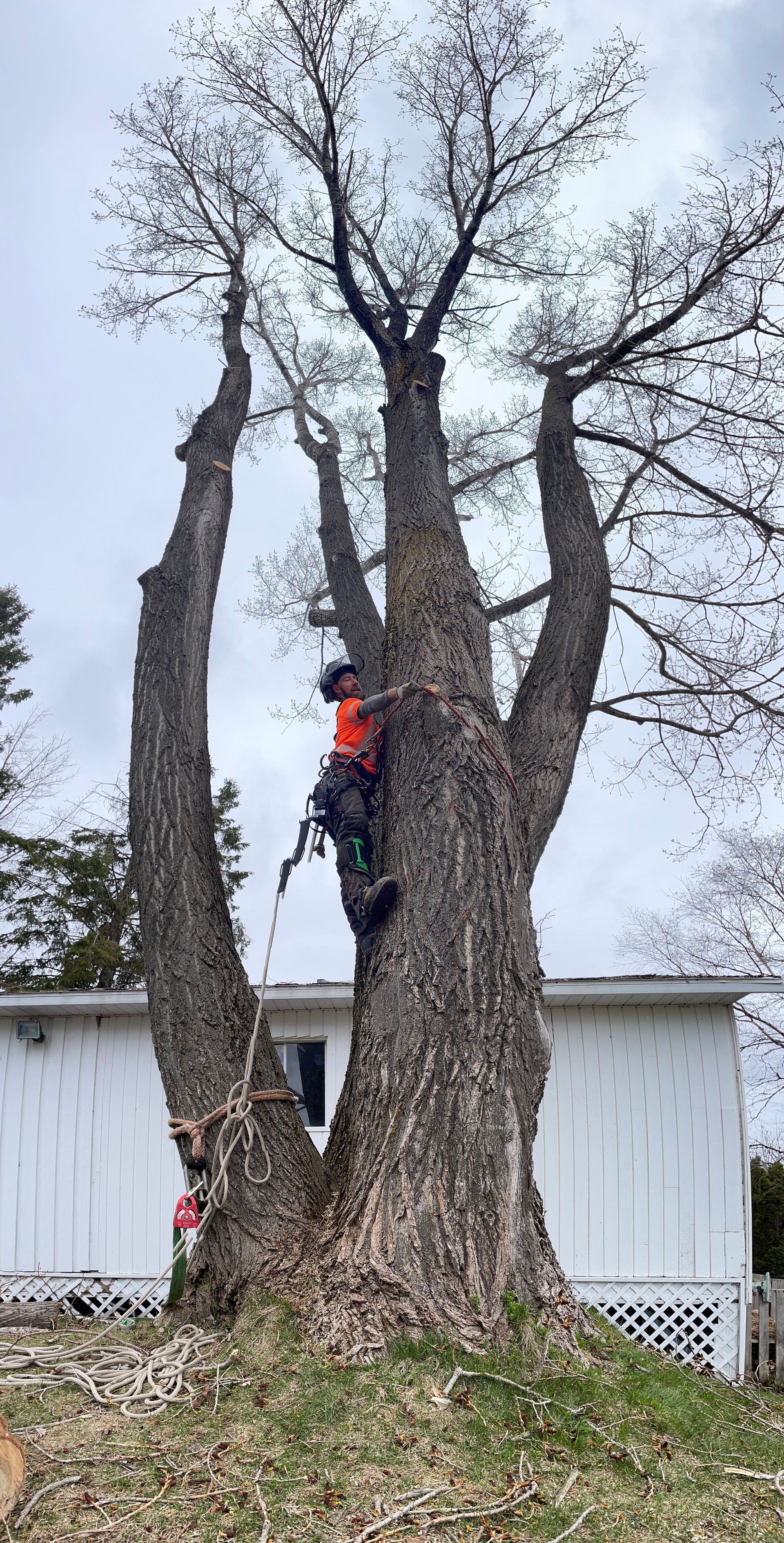 Un homme grimpe à un arbre avec une tronçonneuse devant une maison.