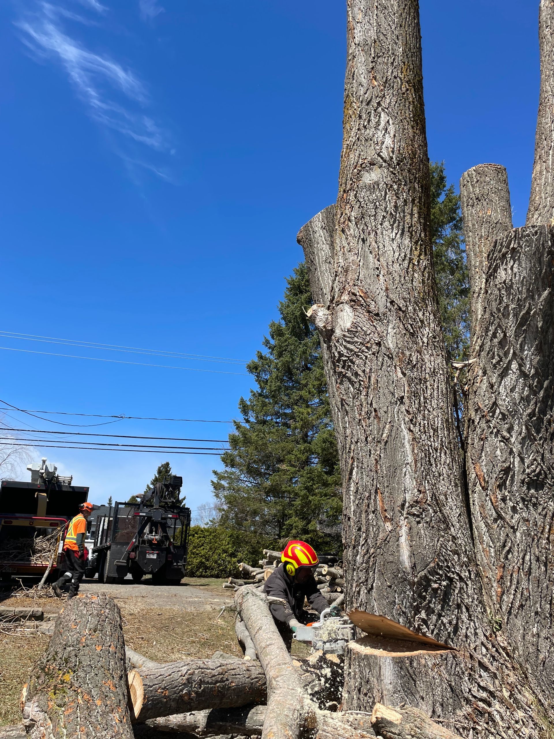 Un grand arbre est en train d'être abattu par une tronçonneuse.