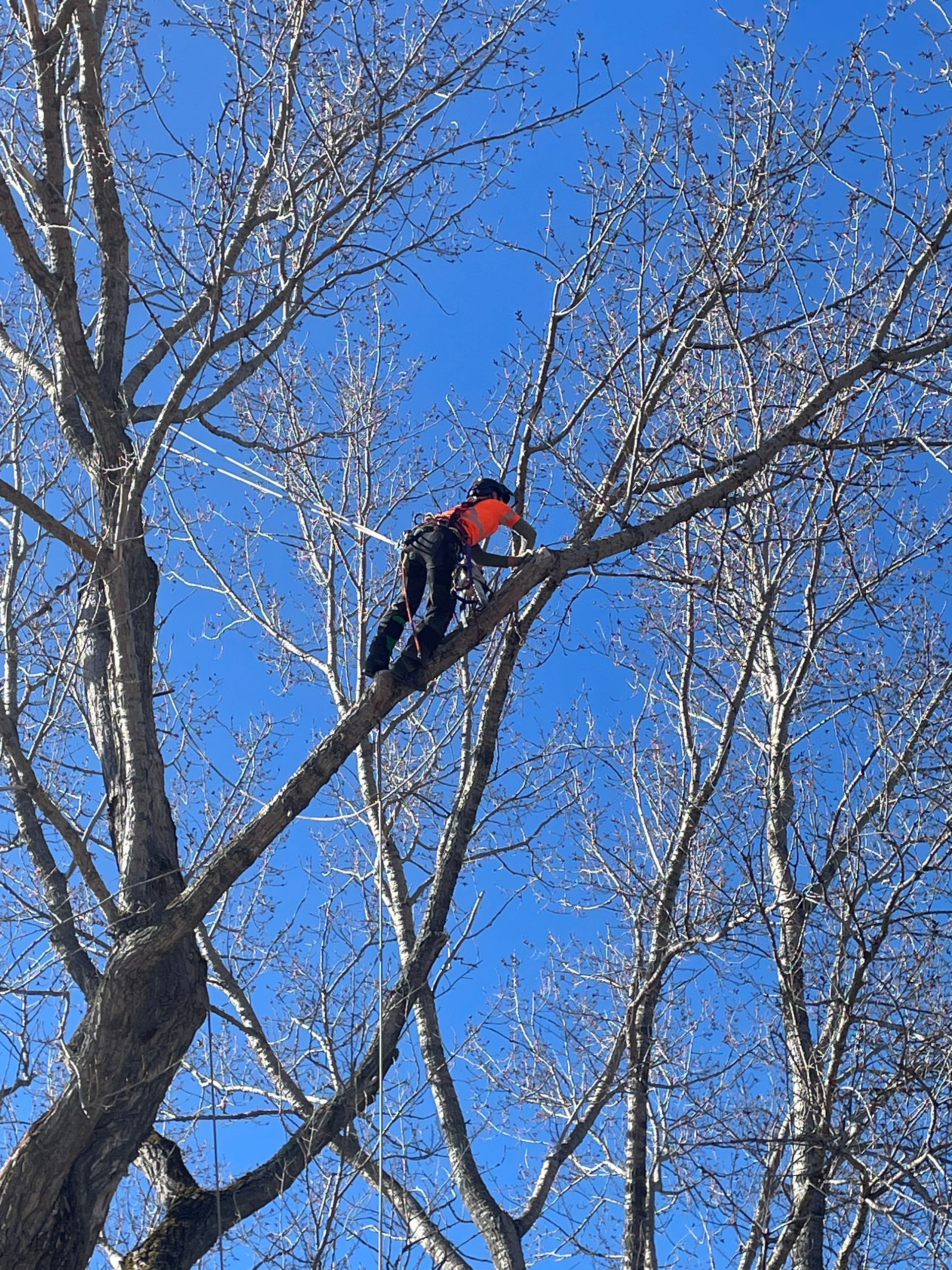 Un homme grimpe à un arbre avec un ciel bleu en arrière-plan.
