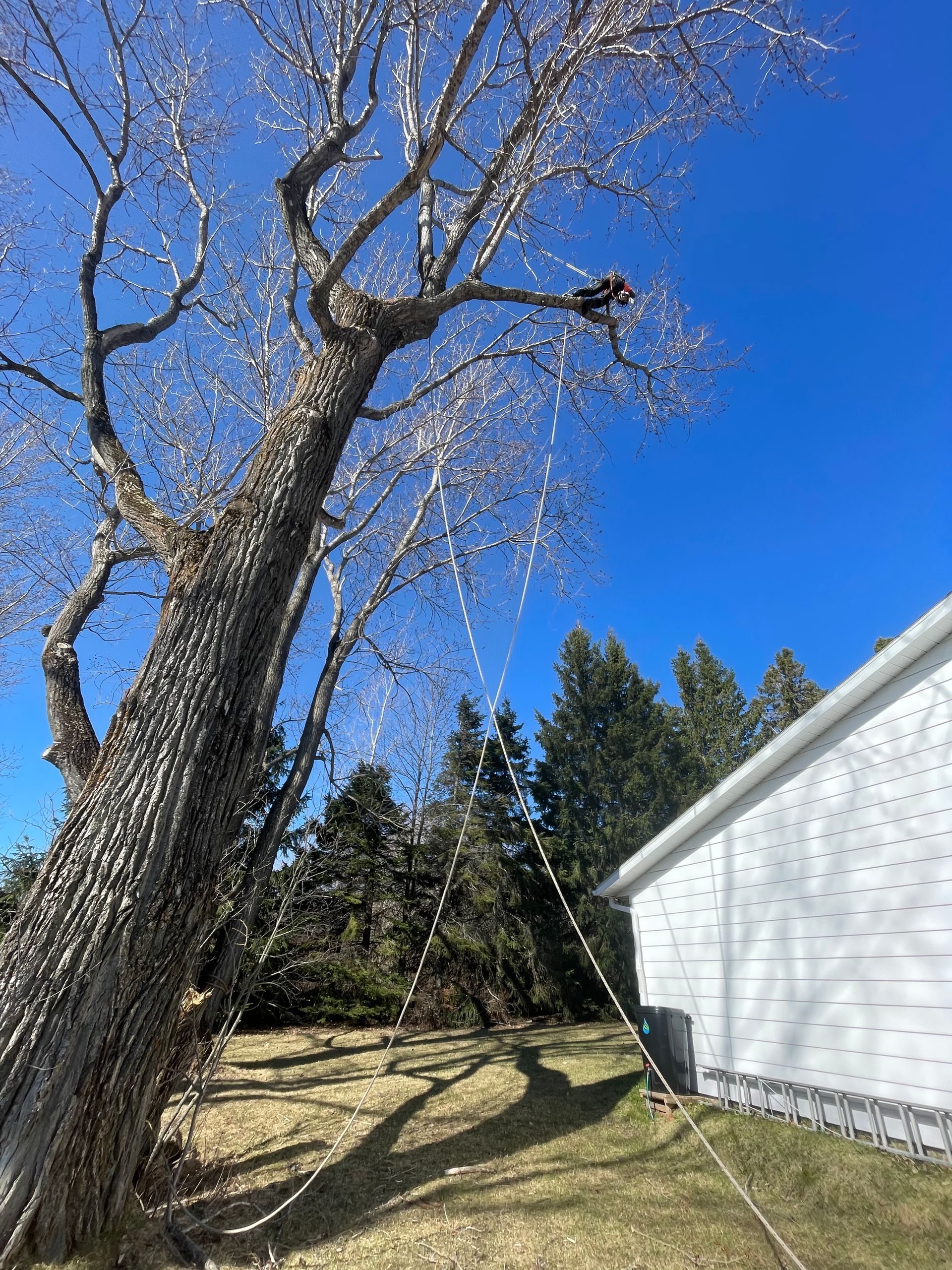 Une personne coupe un arbre devant une maison.