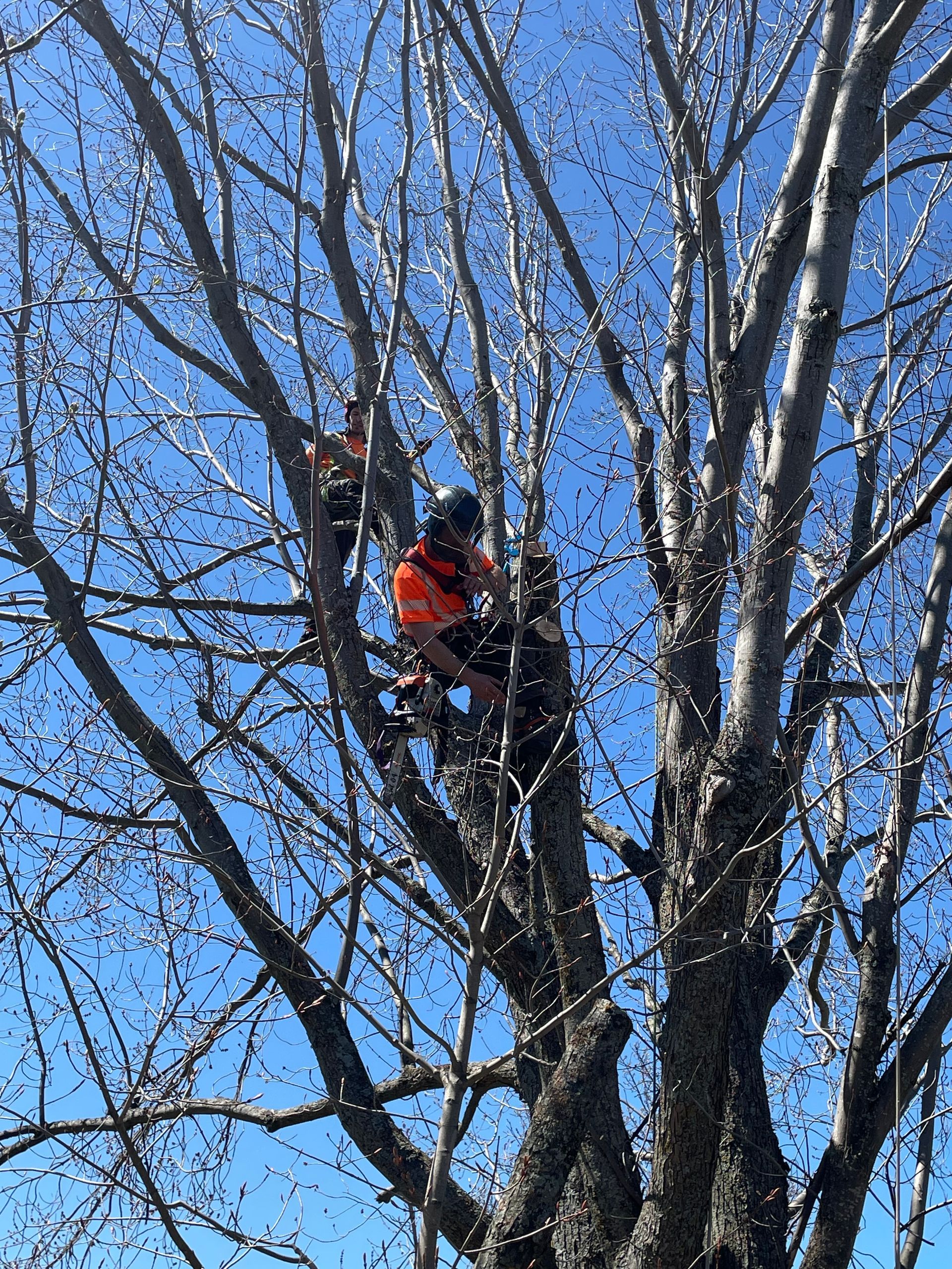 Un homme grimpe à un arbre avec une tronçonneuse.
