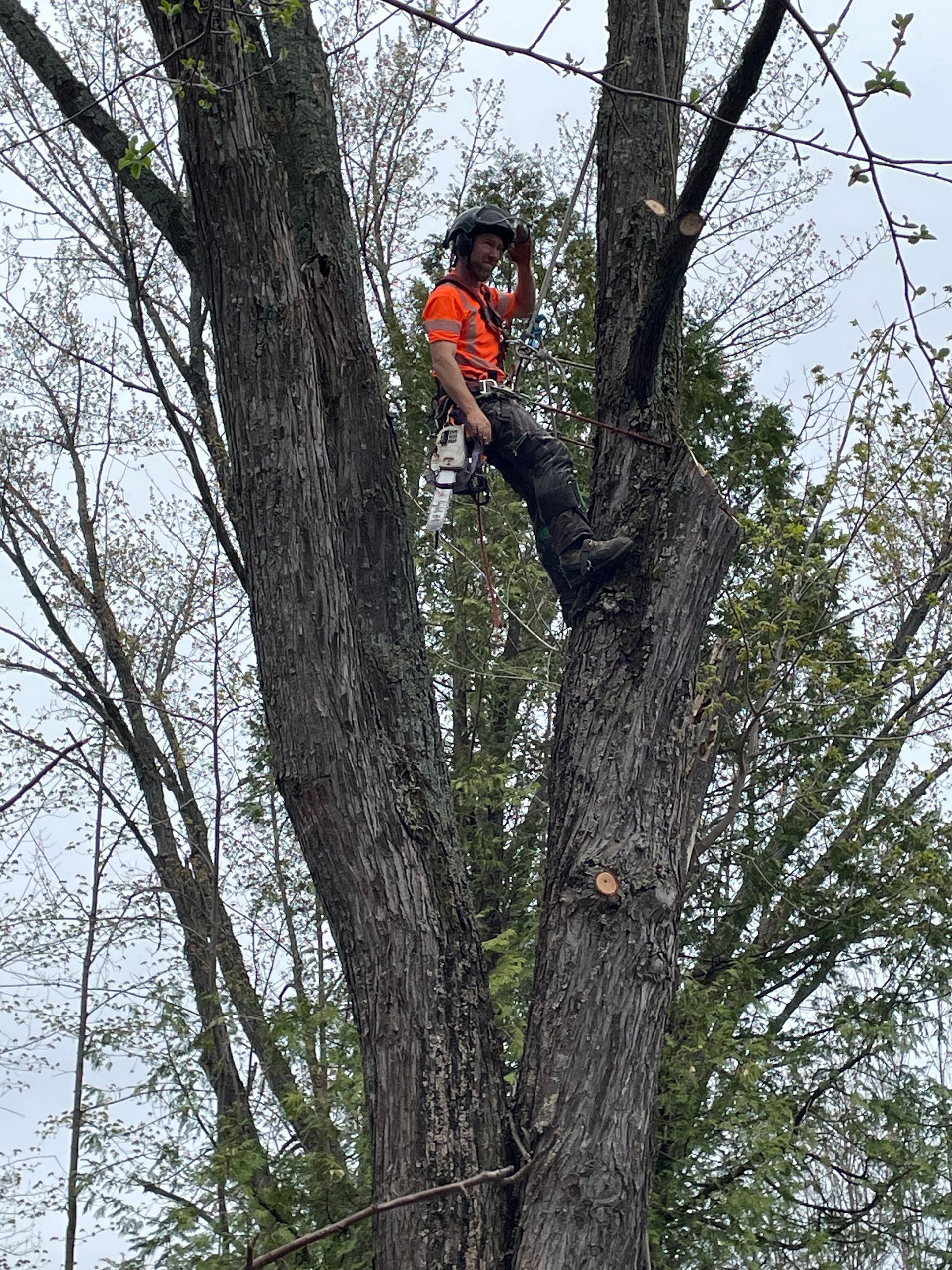 Un homme est assis au sommet d'un arbre.