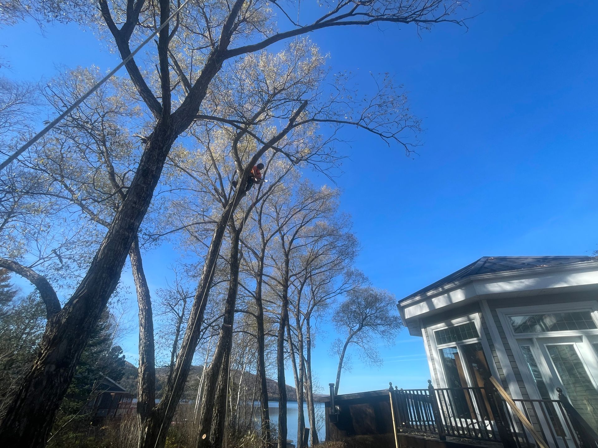 Un homme grimpe à un arbre devant une maison.