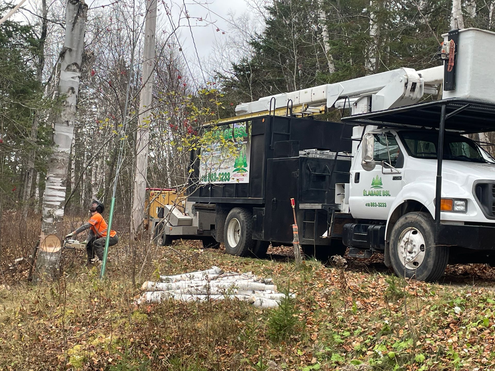 Un arboriculteur abat un arbre dans les bois.