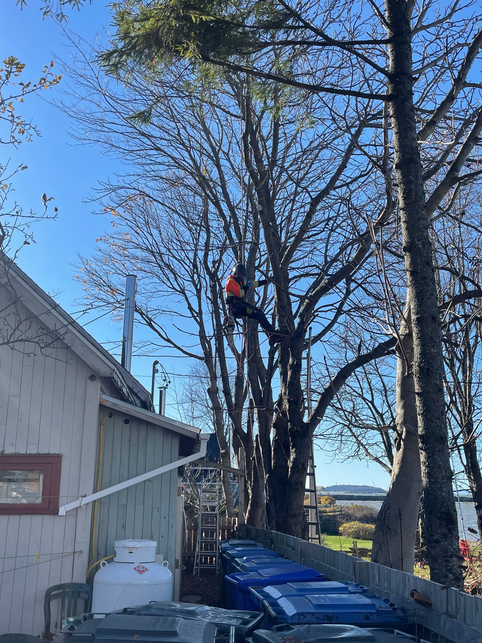 Un homme grimpe à un arbre devant une maison.