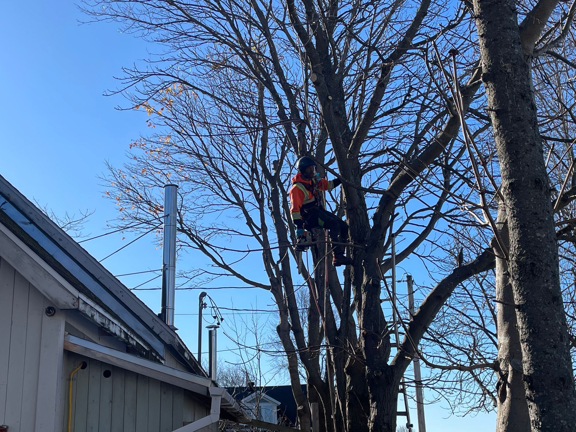 Un homme grimpe à un arbre devant une maison