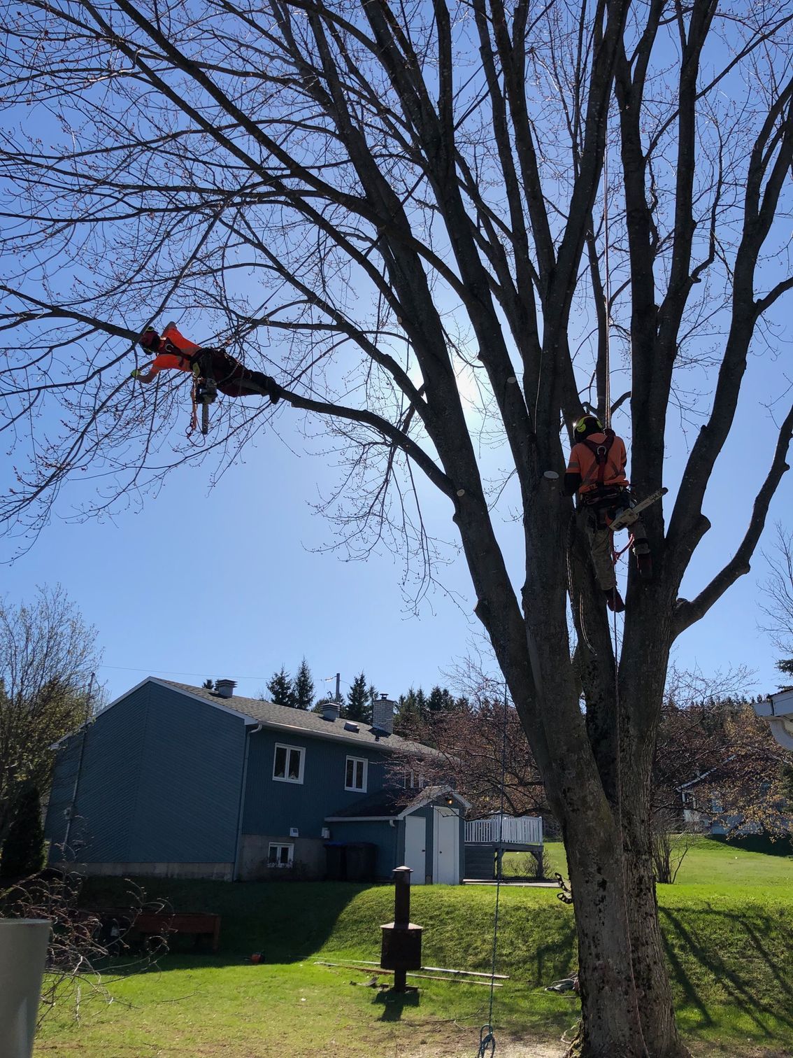 Un homme grimpe à un arbre devant une maison.