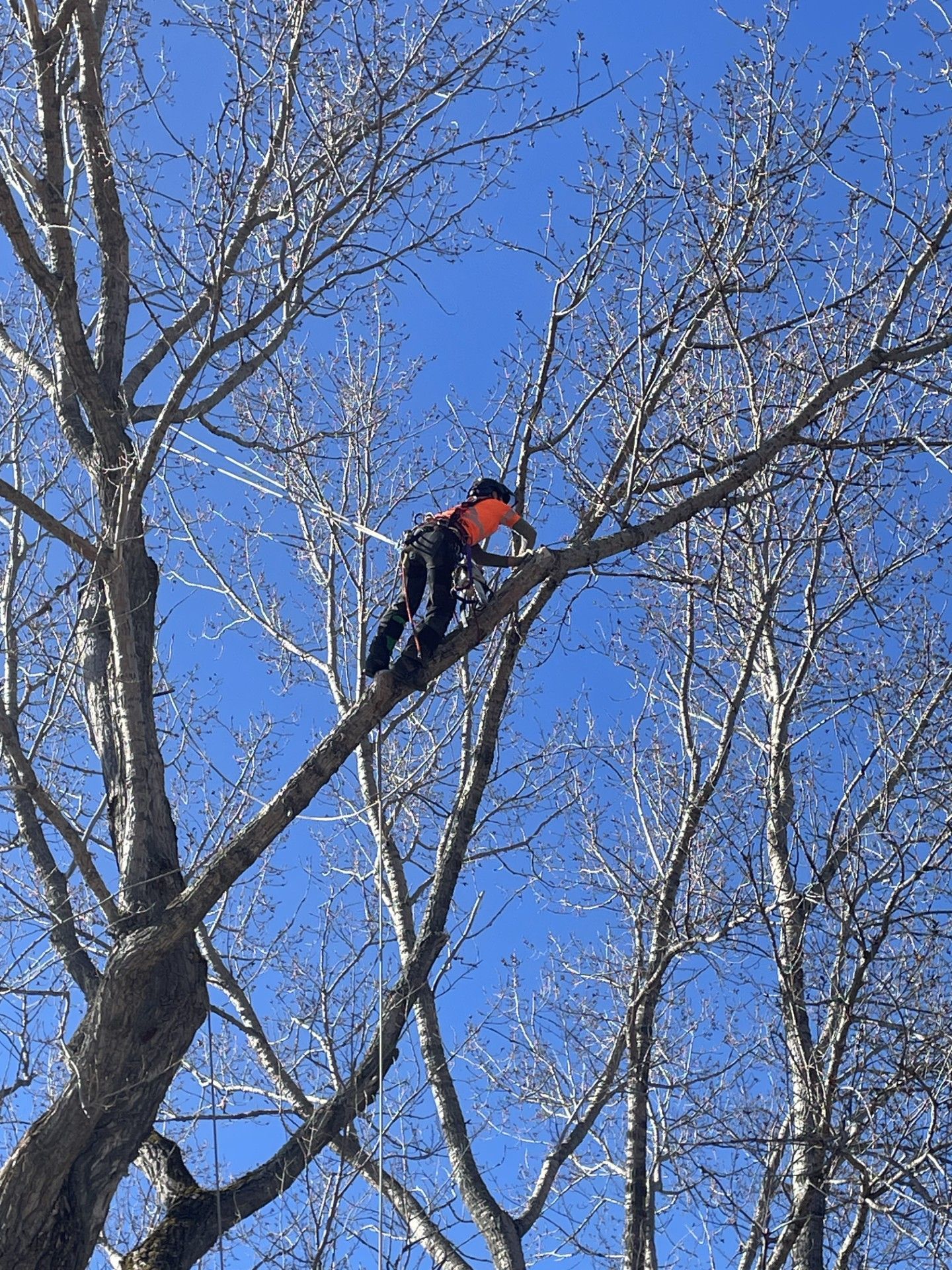 Un homme grimpe à un arbre avec une tronçonneuse.
