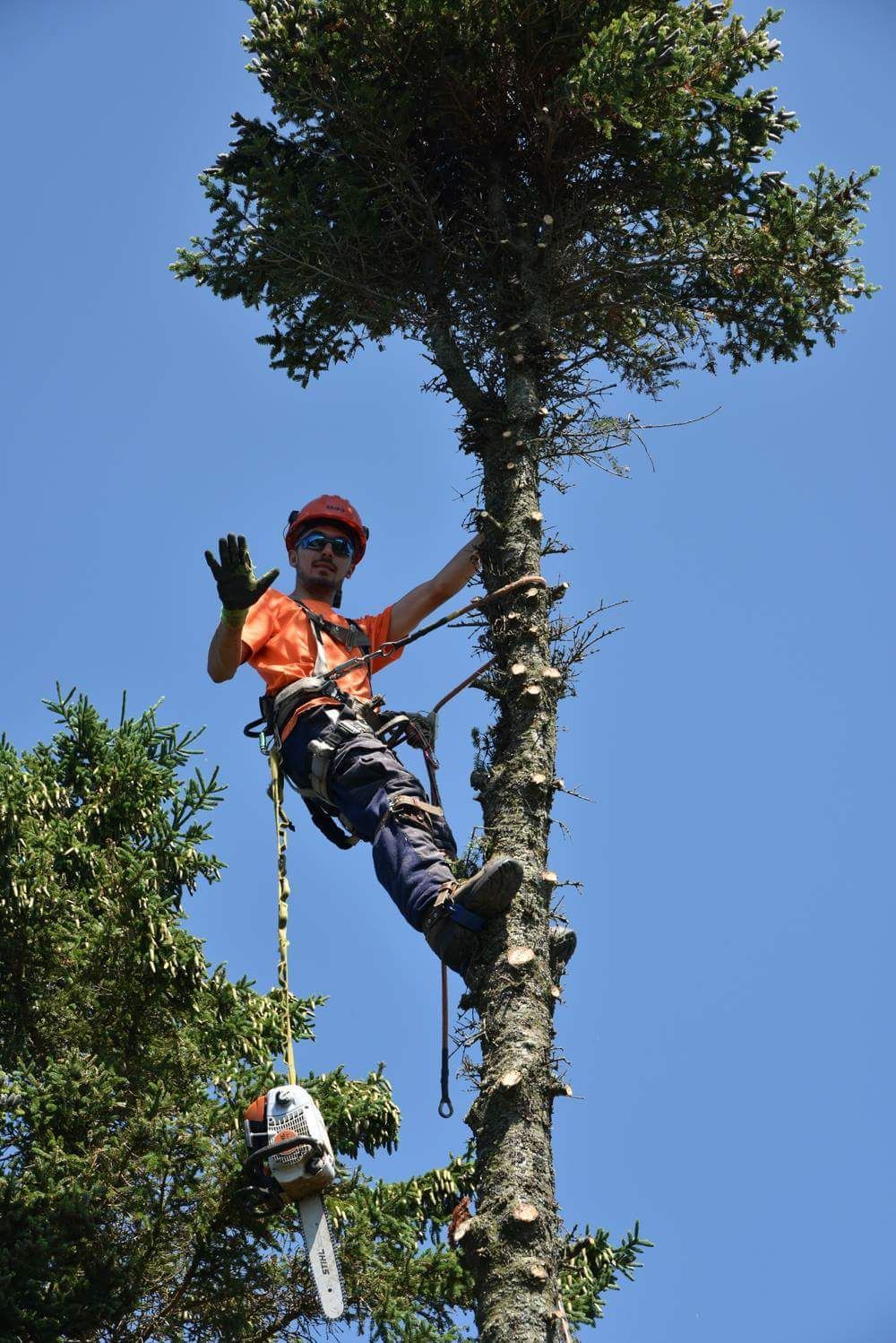Un homme grimpe à un arbre avec une tronçonneuse.