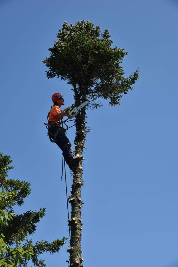 Un homme grimpe à un arbre avec une tronçonneuse.