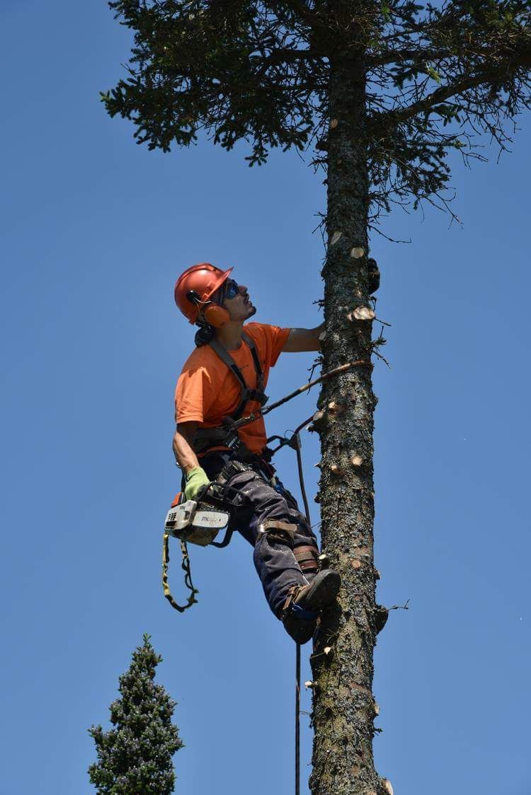Un homme grimpe à un arbre avec une tronçonneuse.