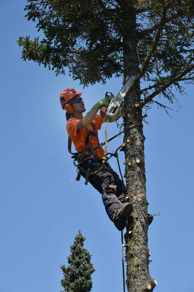 Un homme coupe un arbre avec une tronçonneuse