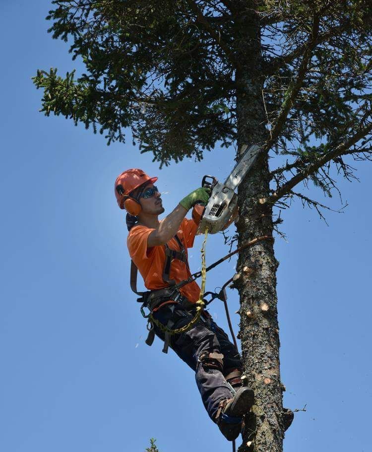 Un homme coupe un arbre avec une tronçonneuse