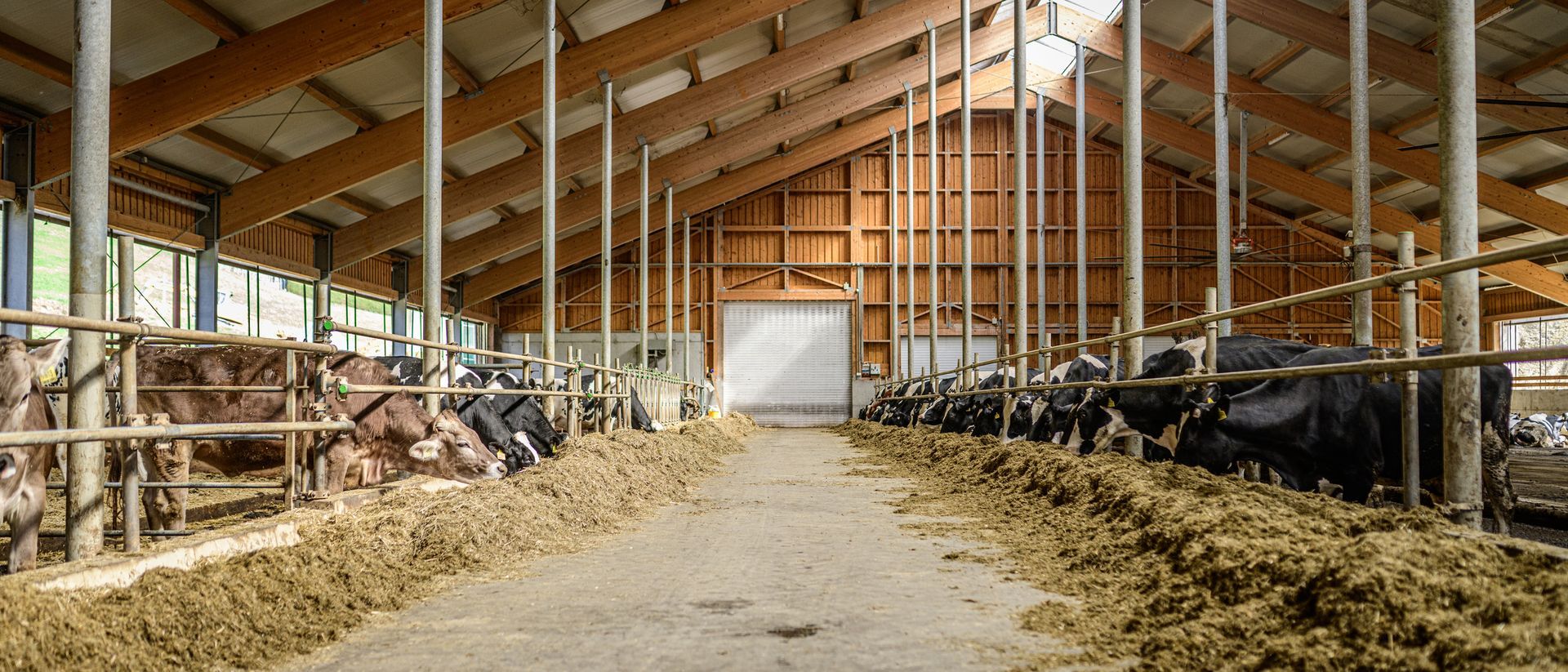 Cows feed in clean, well-lit barn with central straw-covered aisle.