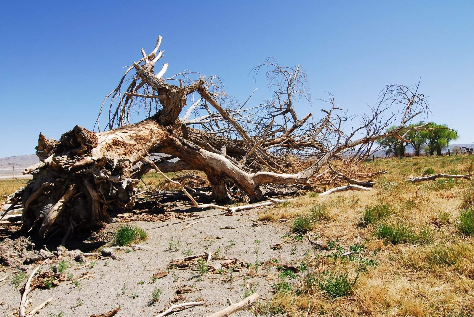 a tree that has fallen over in a field
