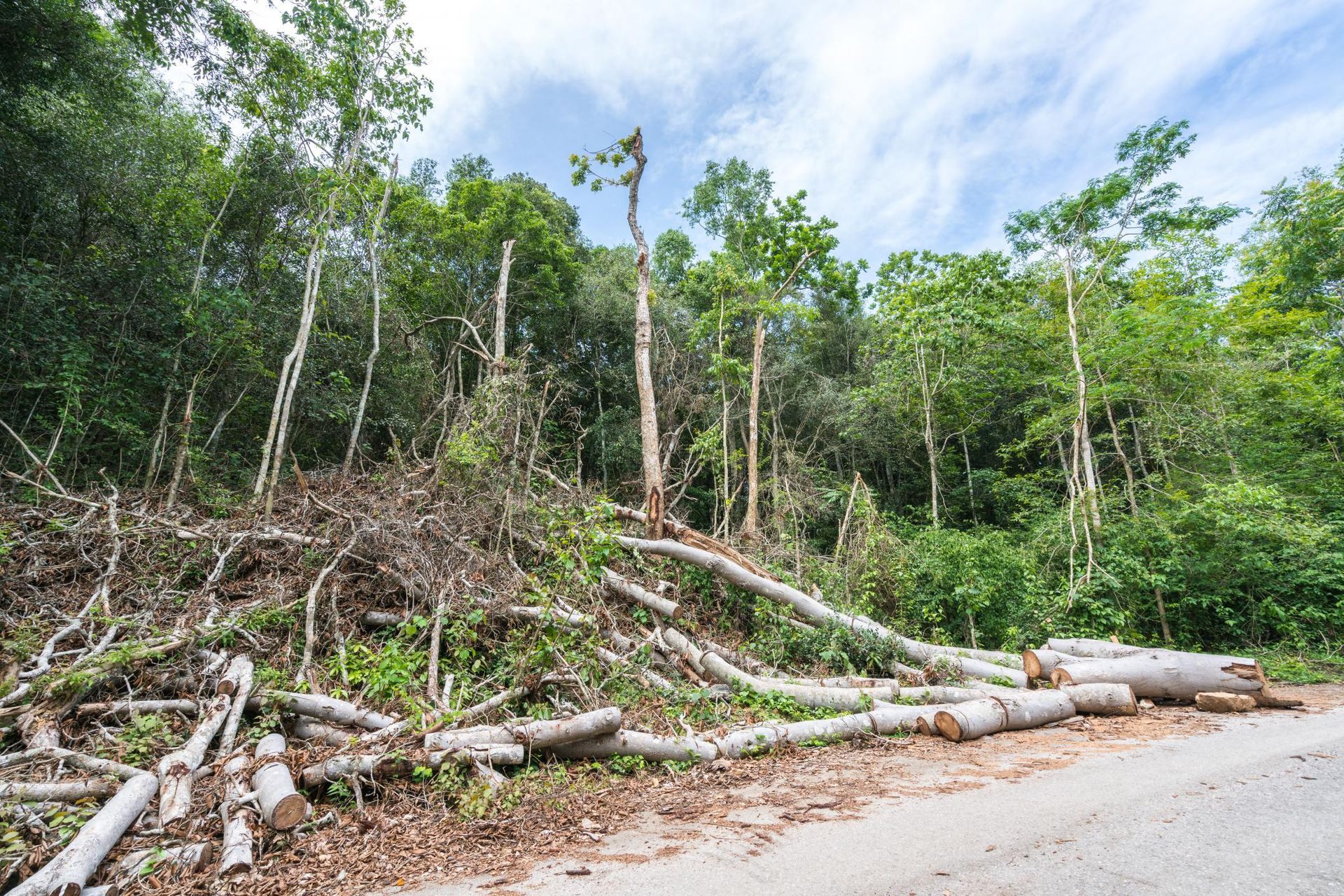 a large pile of trees sitting on the side of a road
